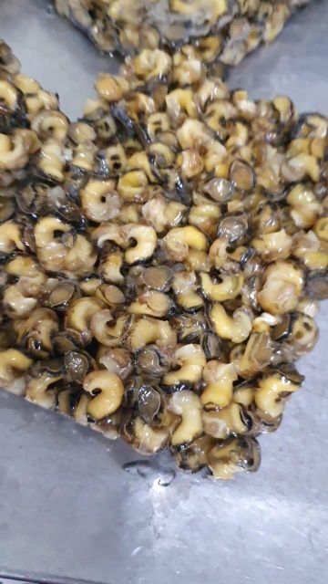 Frozen Sea Snail Packaging MC Place of Origin indonesia - Image 4