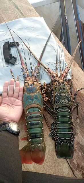 Live Lobsters - Image 1