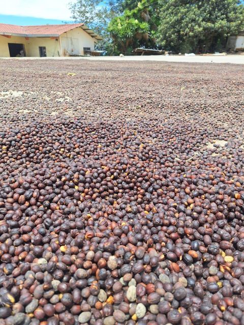 Specialty Green Coffee Beans Quality 12-85 USD/KG Grade 80-90 SCA Score Place of Origin Loja, Ecuador Packaging GrainPro + Yute - Image 4