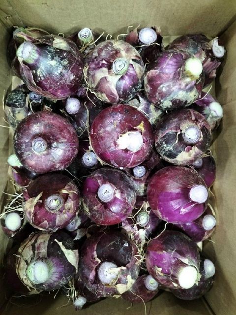 ORGANIC PURPLE ONION - Image 1