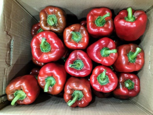 ORGANIC BELL PEPPER Packing Size 10 Kgs/box Tuber Count Per Kilogram Range 4 To 5 Tubers/kgs, 6 To 7 Tubers/kgs, 8 To 9 - Image 3