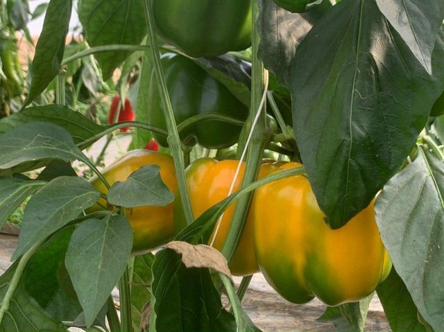 ORGANIC BELL PEPPER Packing Size 10 Kgs/box Tuber Count Per Kilogram Range 4 To 5 Tubers/kgs, 6 To 7 Tubers/kgs, 8 To 9 - Image 4