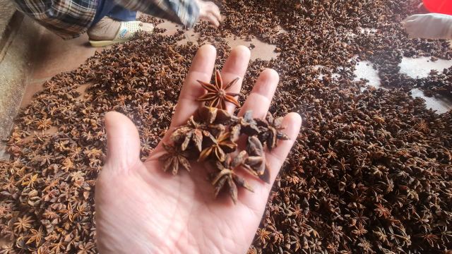 Star Anise - Image 8