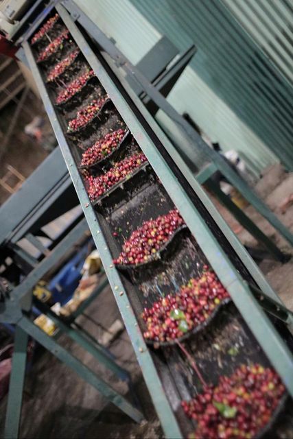 Ready to ship Specialty Arabica Vietnam hand picking coffee beans - Image 4