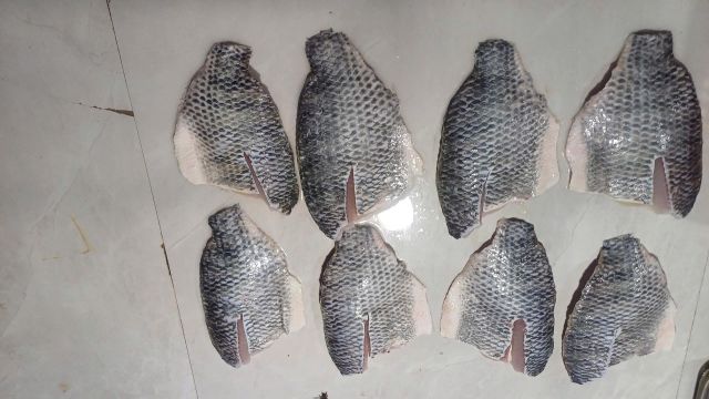 FROZEN TILAPIA FISH - Image 5