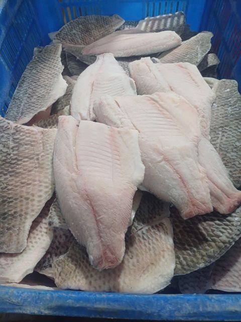 FROZEN TILAPIA FISH - Image 2