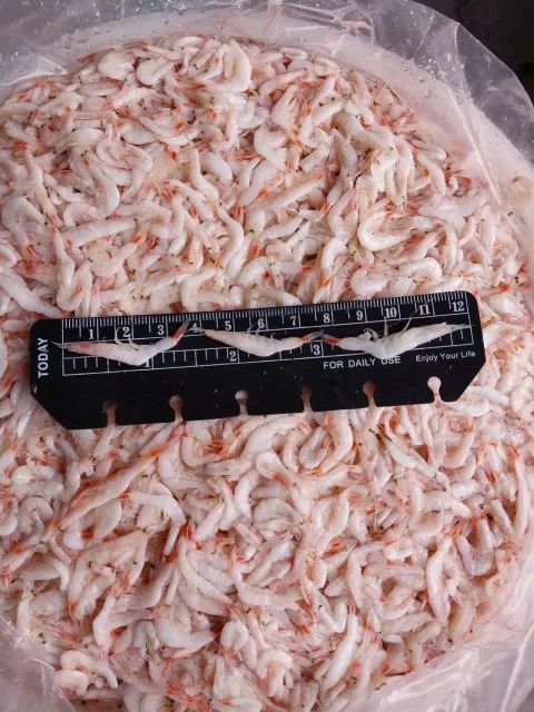 Unique product for South Korea and the USA markets - Baby Shrimp ( Salted and Frozen ) - Image 3