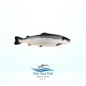 Atlantic Salmon Form Fresh, Frozen Texture Premium Quality Fat Content Rich Fat Belly Cuts Application Creating Various Seafood Recipes, Flavorful Dishes, Premium Cooking And Processing Needs, Various Culinary - Image 11