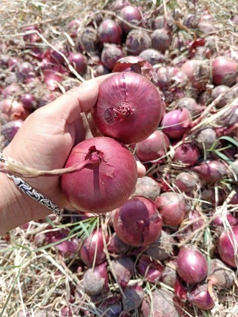 onion - Image 4