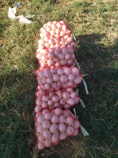 onion - Image 6