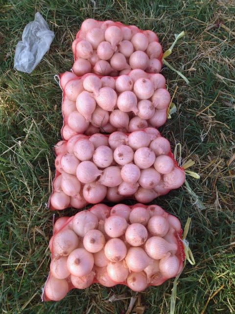 onion - Image 5