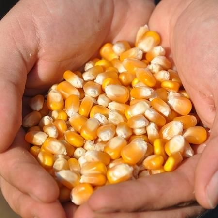 Wheat, corn, chickpeas, lentils, sunflower oil, coriander, flax seeds - Image 6