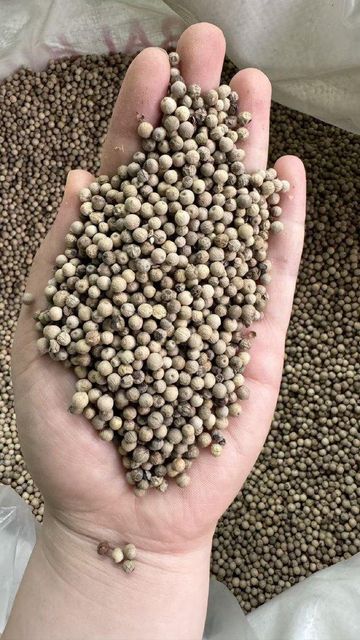 pepper - Image 2