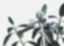 BIOCARVE SEEDS – company logo, company info header