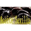 ACEITE SEVILLA – company logo, company info header