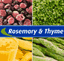 ROSEMARY & THYME LTD – company logo, company info header