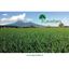 CAVALLARO PRODOTTI ORTOFRUTTICOLI – company logo, company info header