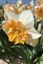 AMSONIA B.V. DORPSSTRAAT, – company logo, company info header