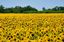 Little Big Farmers – company logo, company info header
