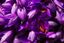 AFGHAN SAFFRON COMPANY LIMITED – company logo, company info header