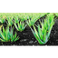 ALOE VERA ORGANIC – company logo, company info header