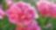 BYFOD B.V – company logo, company info header