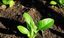 BIOEXPOR SOCIEDAD ANONIMA – company logo, company info header