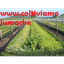 COLTIVIAMO LUMACHE – company logo, company info header