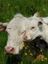 NEW HOUSE FARM – company logo, company info header