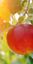 AVALON FRESH S.P.R.DE R.L. – company logo, company info header