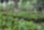 AUREA TRADINGS S.R.L.S. – company logo, company info header