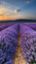 FLAVOROL AROMATICS – company logo, company info header