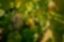 BOSHOFF FAMILY WINES CC – company logo, company info header