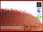 ANWEL LIFE SCIENCES PRIVATE LIMITED – company logo, company info header
