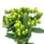 BELLA BLOSSOM LLC – company logo, company info header