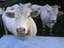 CZECH LIVESTOCK - JOSEF ČADA – company logo, company info header