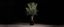 CAPORALPLANT SOCIETA SEMPLICE AGRICOLA – company logo, company info header