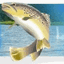 LA TRUITE DE FREUX – company logo, company info header
