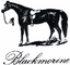 BLACKMORINE – company logo, company info header