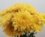 BRIAQUE BLOOMS LTD – company logo, company info header