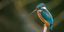 AVIAN INTERNATIONAL AGENCY – company logo, company info header