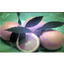 EPIDAVROS FRUITS S.A. – company logo, company info header