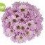 ALCON FLOWERS S.A.S – company logo, company info header