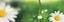 BILJE BORCA D.O.O – company logo, company info header