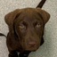 ELM HOUSE VETS – company logo, company info header