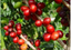 ASOCIACIONES AGROINDUSTRIALES SERRANAS – company logo, company info header