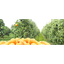 TURKISH FRUITS – company logo, company info header