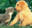DOGCAT – company logo, company info header