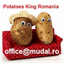 POTATOES KING ROMANIA – company logo, company info header