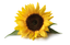 CENTRAL EDIBLE OIL – company logo, company info header
